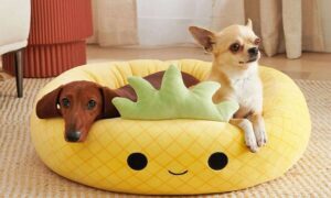 Squishmallow Pet Bed: Squishmallows Now Makes Pet Beds Squishmallow Pet Bed